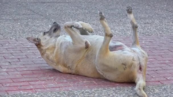 Cão Stray Bonito Deitado Chão Concreto Dançando Jogando Implorando Por — Vídeo de Stock