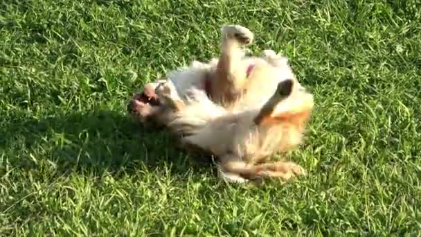 Söt Hund Spelar Grönt Gräs — Stockvideo