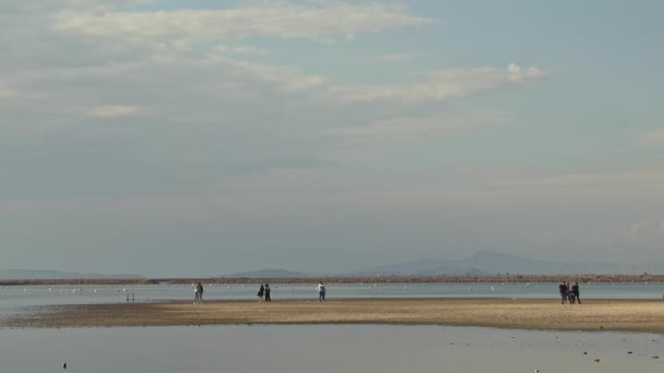 Turistler Salt Lake Göç Eden Yabani Kuşları Zliyor — Stok video