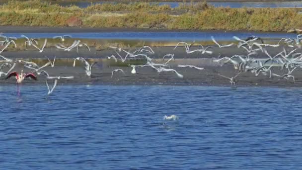 Migrerende Flamingo Vliegende Meeuwen Die Zich Zee Voeden — Stockvideo