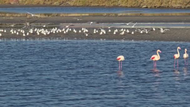 Göçmen Flamingolar Uçan Martılar Denizde Besleniyor — Stok video