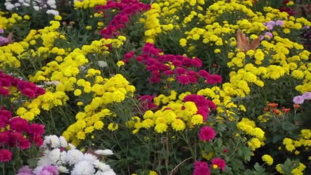 Dolly Shot Από Πολύχρωμα Λουλούδια Του Φθινοπώρου Στον Κήπο Λουλουδιών — Αρχείο Βίντεο