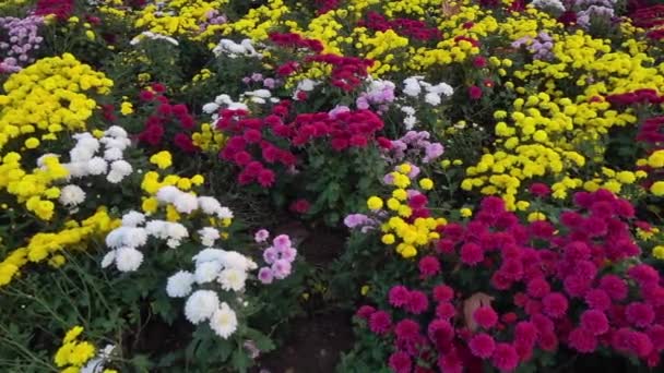 Dolly Shot Barevných Podzimních Květin Květinové Zahradě — Stock video