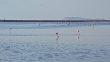 Göçmen kuş flamingoları denizde yiyecek arıyor Göç etmeye hazırlanın