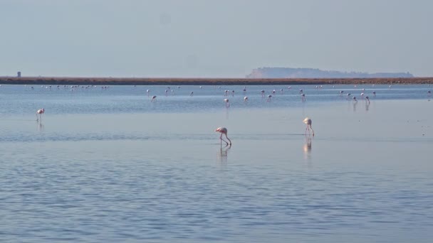 Göçmen Kuş Flamingoları Denizde Yiyecek Arıyor Göç Etmeye Hazırlanın — Stok video