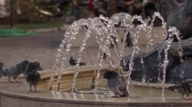 Vahşi Şehir Güvercinleri Parktaki Çeşmede Duruyor