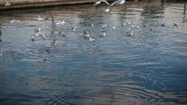 Αργή Κίνηση Shot Flock Seagulls Πετώντας Στην Παραλία — Αρχείο Βίντεο