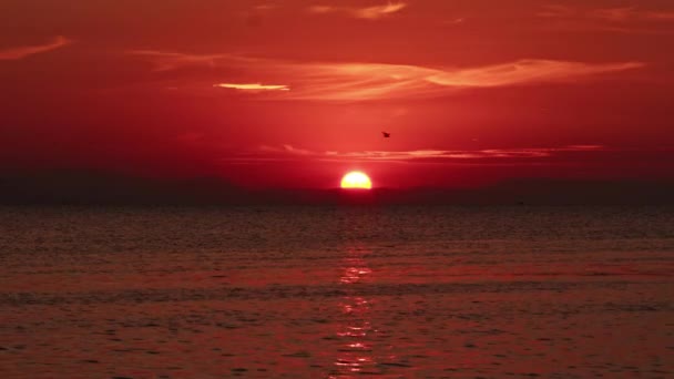 Océano Playa Atardecer Rojo Cielo Aves Volando — Vídeos de Stock