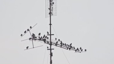 Kuşlar Televizyon Antenine İniyor