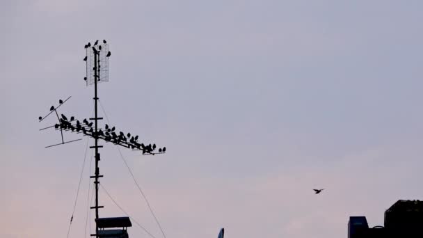 Vogelsilhouette Auf Fernsehantenne — Stockvideo