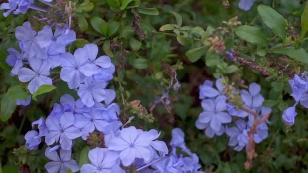 野生の青いフロックスの花のクローズアップショット — ストック動画