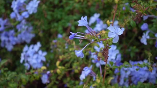 野生の青いフロックスの花のクローズアップショット — ストック動画