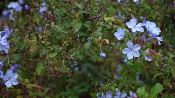 Gros Plan Sur Les Fleurs Sauvages Phlox Bleu — Video