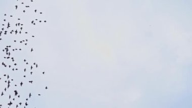 Büyük Kuş Sürüsü Bulutlu Gökyüzünde Uçuyor ve Yükseliyor