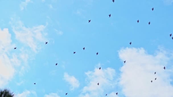 Duże Stado Ptaków Latających Wznoszących Się Chmurach Nieba — Wideo stockowe