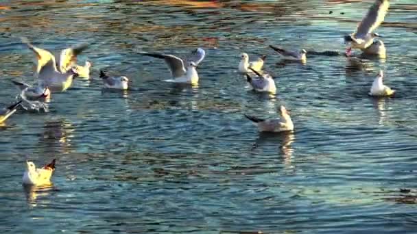 Flock Måsar Som Lyfter Från Ocean Water Slow Motion — Stockvideo