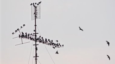 Daire anten direğine tünemiş bir kuş sürüsü