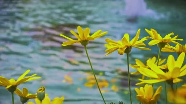 噴水の近くの黄色い植物の花風に揺れる — ストック動画