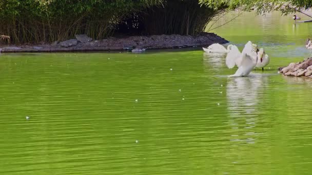 Άγρια Πουλιά Στο Πάρκο Λίμνη Πλάνα — Αρχείο Βίντεο