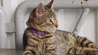 Çok hoş Tekir Yavrusu..