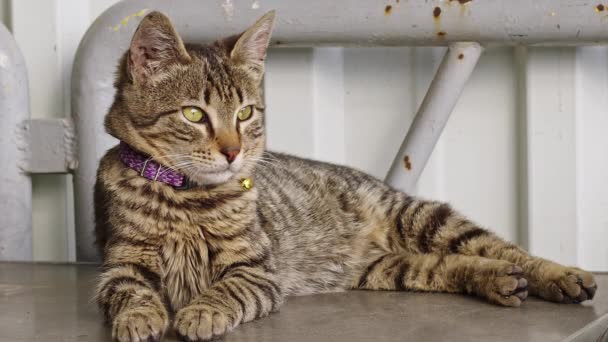 Muy Bonito Tabby Poco Gatito Viendo Alrededor Filmación — Vídeo de stock