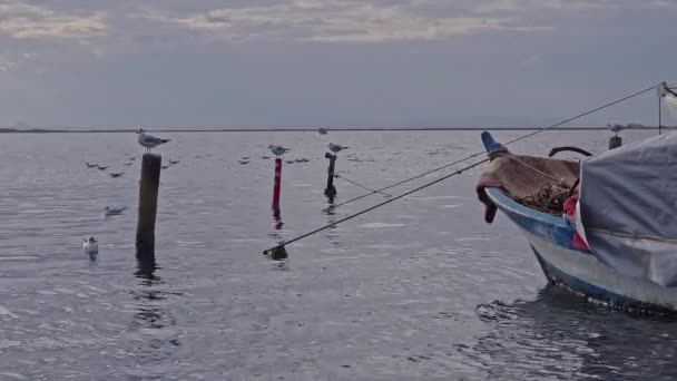 Gammal Fiskebåt Bunden Med Rep Marina Och Sjöfåglar Uppflugna Trästolpe — Stockvideo