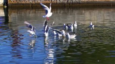 Bir martı sürüsü üzerinde uçuyor ve deniz suyuna iniş yapıyor..