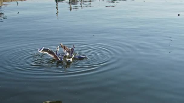 Σμήνος Γλάρων Που Πετούν Πάνω Και Προσγειώνονται Στο Θαλάσσιο Νερό — Αρχείο Βίντεο