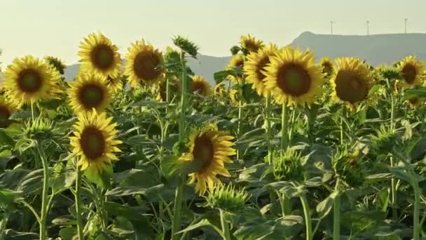 Wind Sunflowers Sunflower Field Wind Turbines Mountains — Stock Video