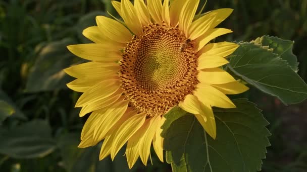 Méz Méhecske Gyűjtse Össze Pollen Napraforgó Felvételek — Stock videók