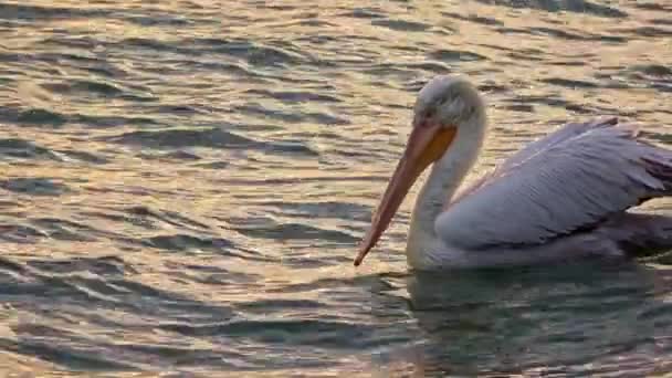 Lonely Pelican Floating Sea Footage — ストック動画