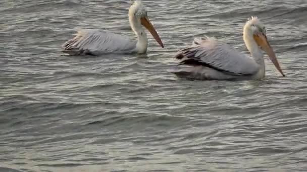 Pelicans Floating Sea Footage — ストック動画