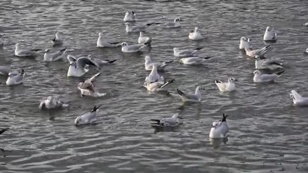 Flock Seagulls Flying Landing Sea Water Footage — Stock Video