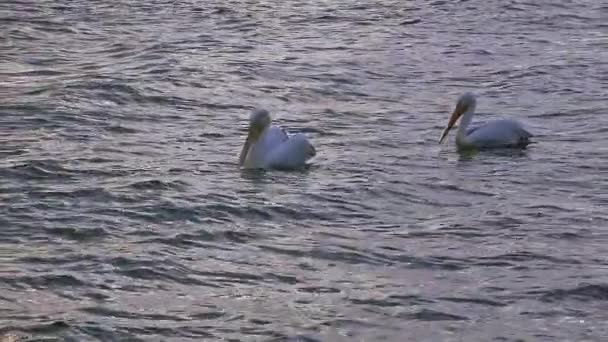 Pelicans Floating Sea — Stockvideo