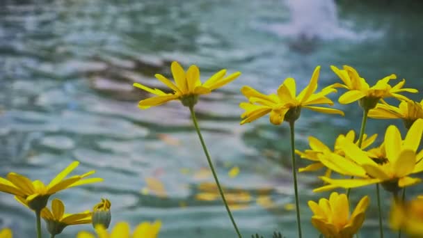 Nahaufnahme Mais Ringelblume Blume Der Nähe Des Wassers — Stockvideo