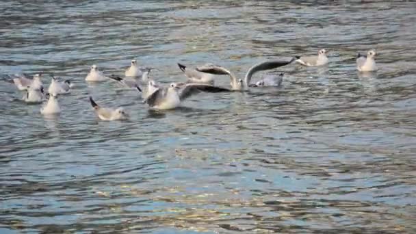 Close Slow Motion Shot Seagulls Bathing Sea Water — Stock video