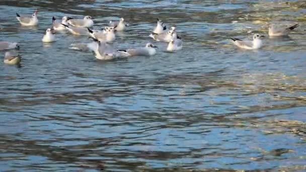 Close Slow Motion Shot Seagulls Bathing Sea Water — Stock video