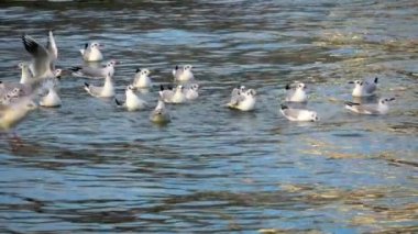 Close Up Slow Motion Shot Of Seagulls Bathing Sea Water.
