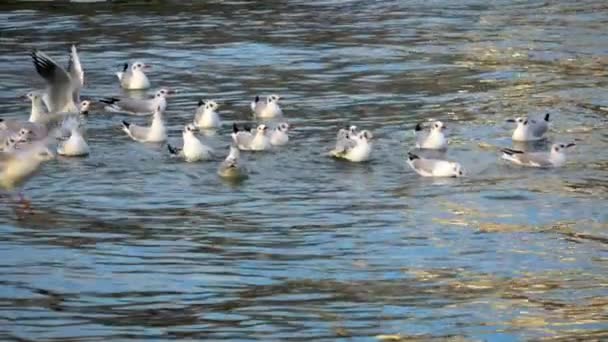 Close Slow Motion Shot Seagulls Bathing Sea Water — Stock video