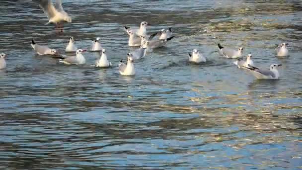 Close Slow Motion Shot Seagulls Bathing Sea Water — Stock video