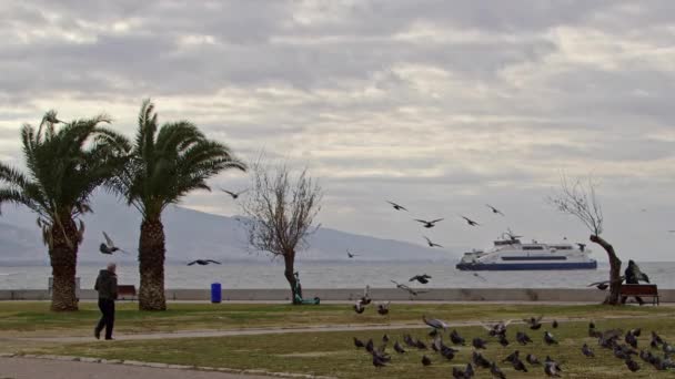 Ptaki Latające Starzec Chodzący Plaży Nagranie — Wideo stockowe