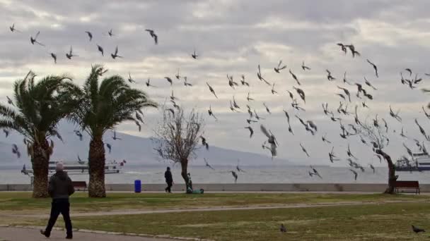 Птицы Летают Старик Гуляет Пляжу — стоковое видео