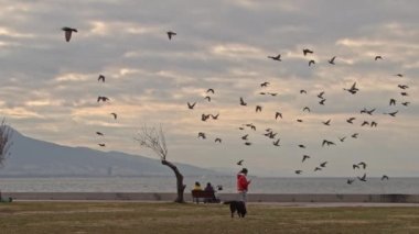 Kumsalda köpeğiyle yürüyen bir kadın ve uçan bir kuş sürüsü.