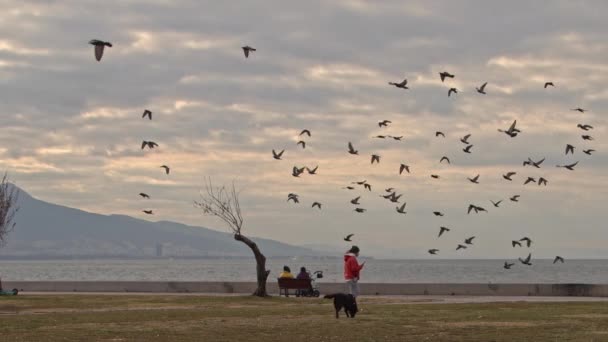 Жінка Йде Своїм Собакою Пляжі Отара Птахів Літає — стокове відео