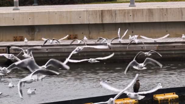 Möwenschwarm Hebt Vom Kanalwasser — Stockvideo