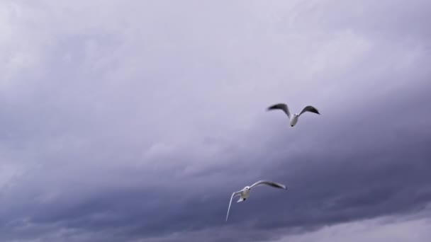 Slow Motion Shot Seagulls Flying Grey Winter Clouds Sky — Stock Video