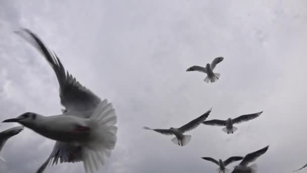 Slow Motion Shot Seagulls Flying Grey Winter Clouds Sky — Stockvideo