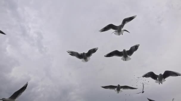 Colpo Rallentatore Gabbiani Grigio Volante Nuvole Invernali Cielo — Video Stock