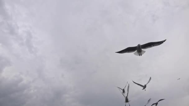 Zeitlupenaufnahme Von Möwen Die Graue Winterwolken Himmel Fliegen — Stockvideo