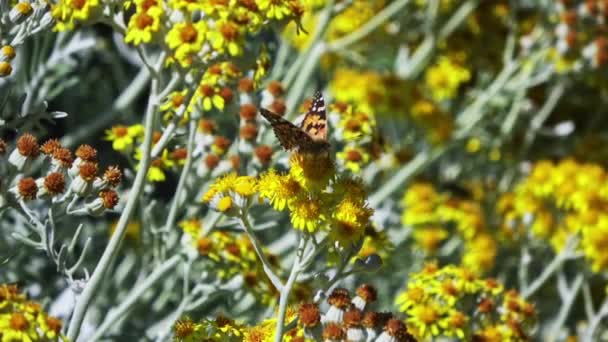 Pillangó Eszik Pollen Sárga Virágok Felvételen — Stock videók